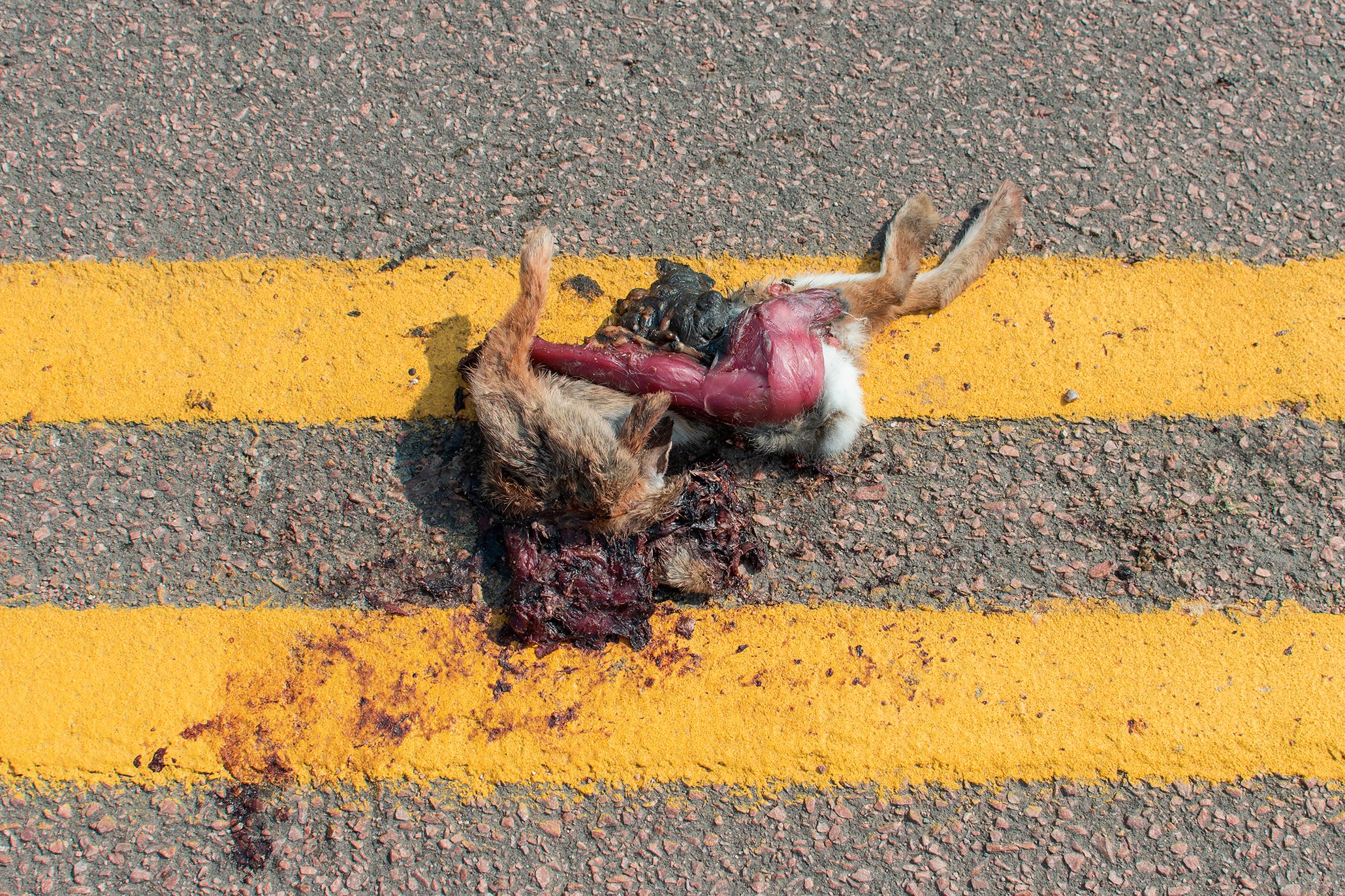 Roadkill by Hannah Andersen
