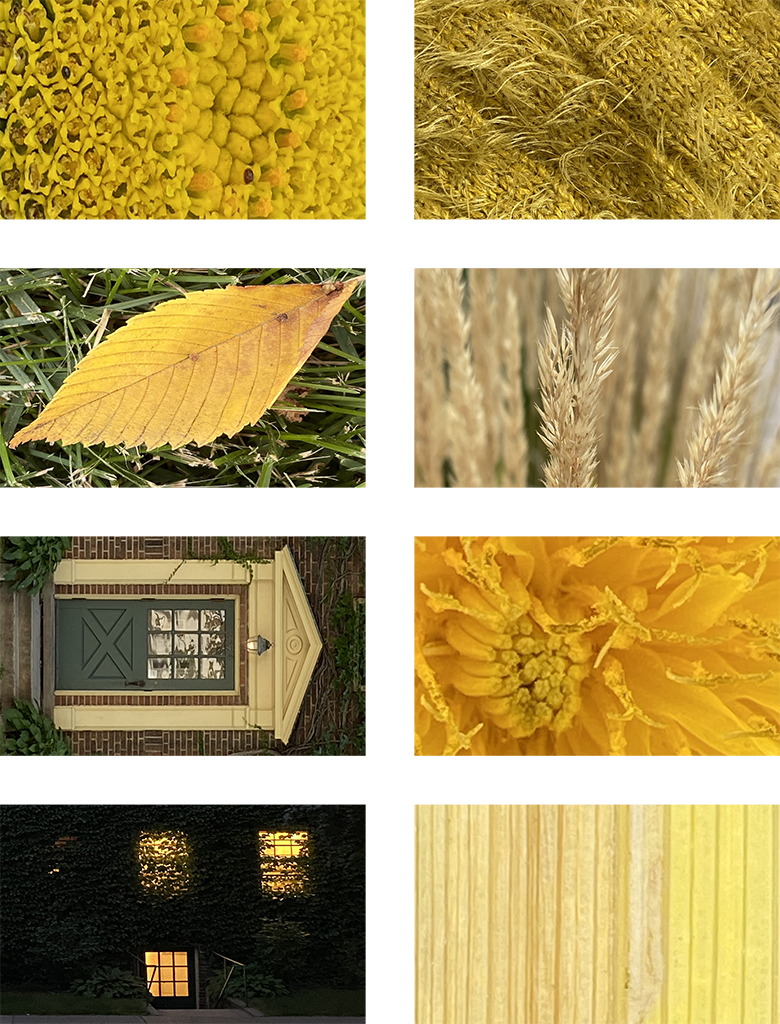 Collection of yellow photographs by Holly Little.