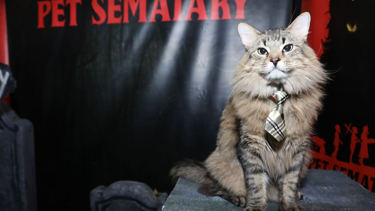 Pet Sematary Cat