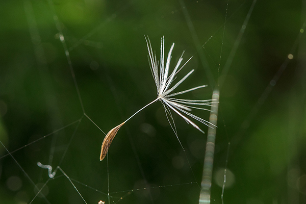 Dandelion