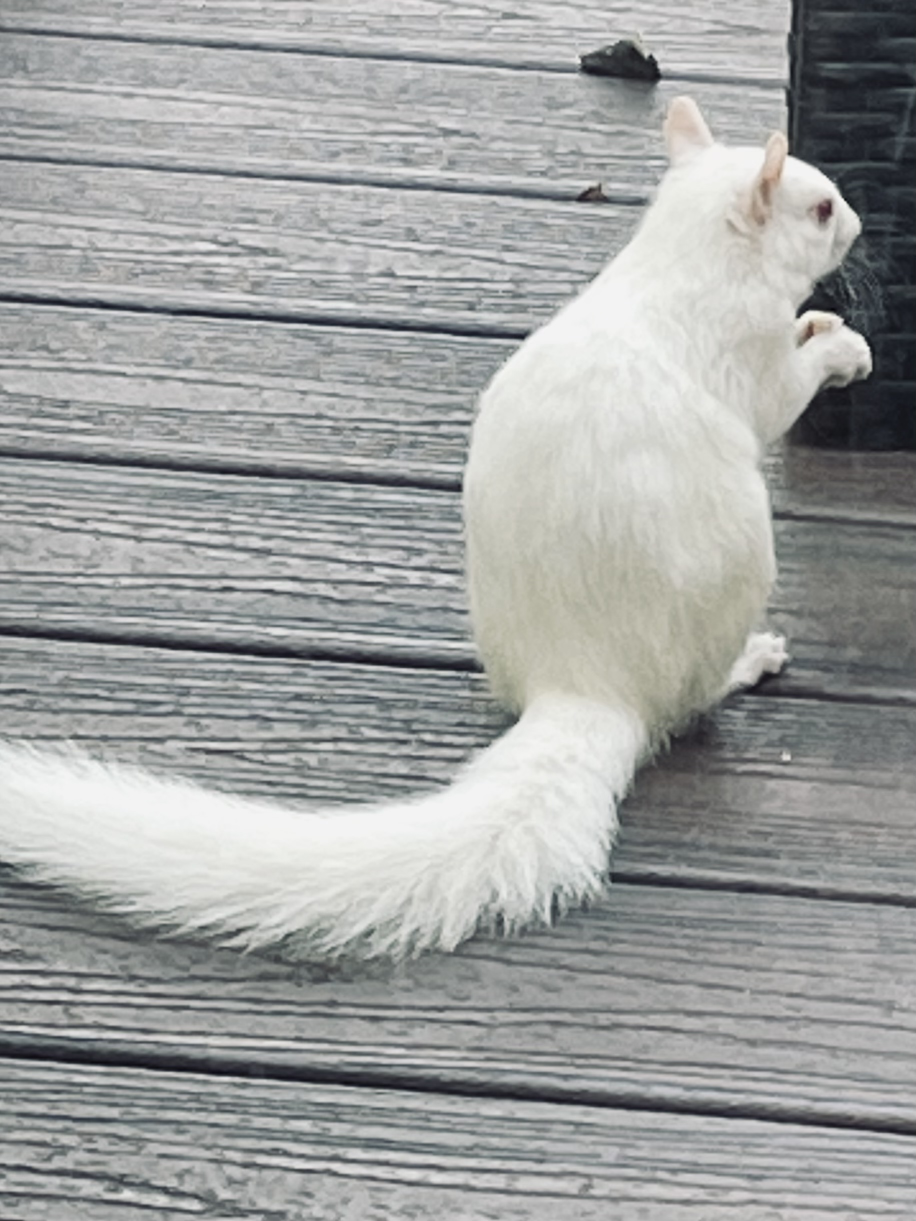 our friend Al the albino squirrel sitting on the deck