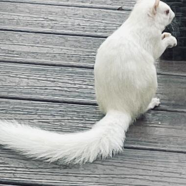 our friend Al the albino squirrel sitting on the deck