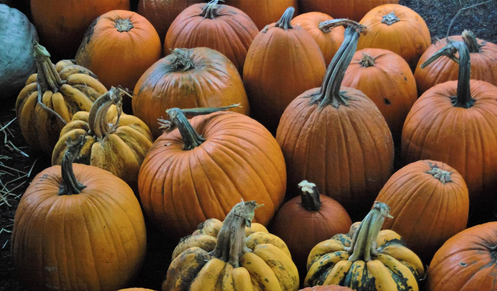 pumpkin carving minneapolis