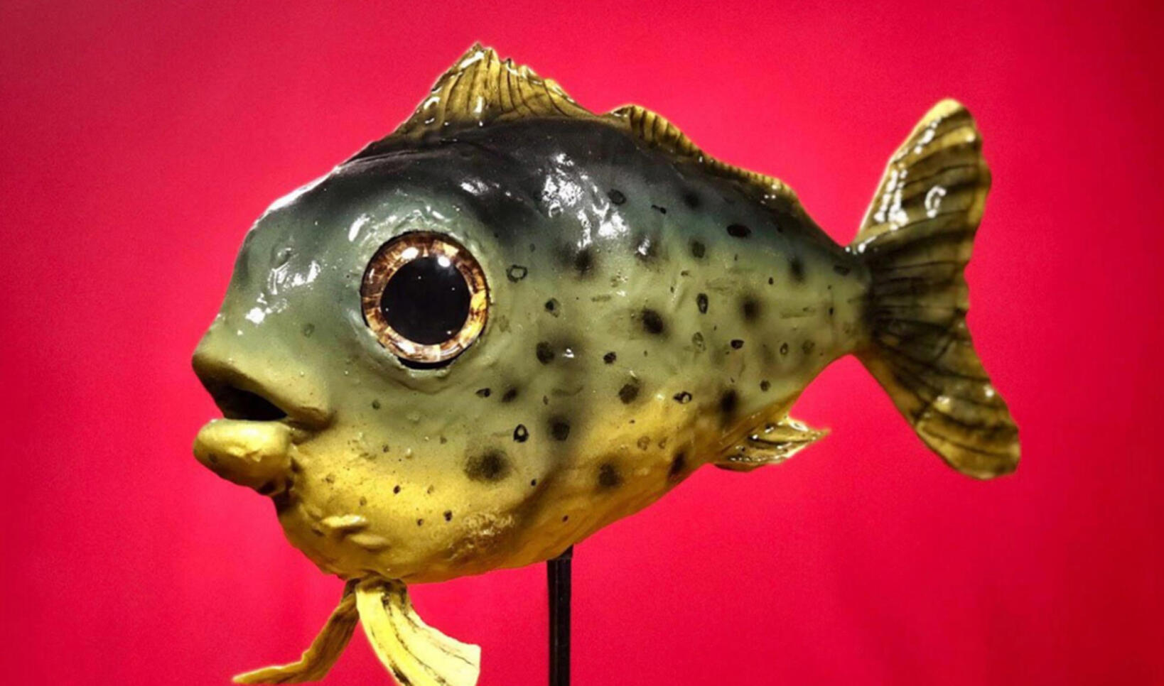 Sculpture of a fish on a red background ; Katie Maren Nelson