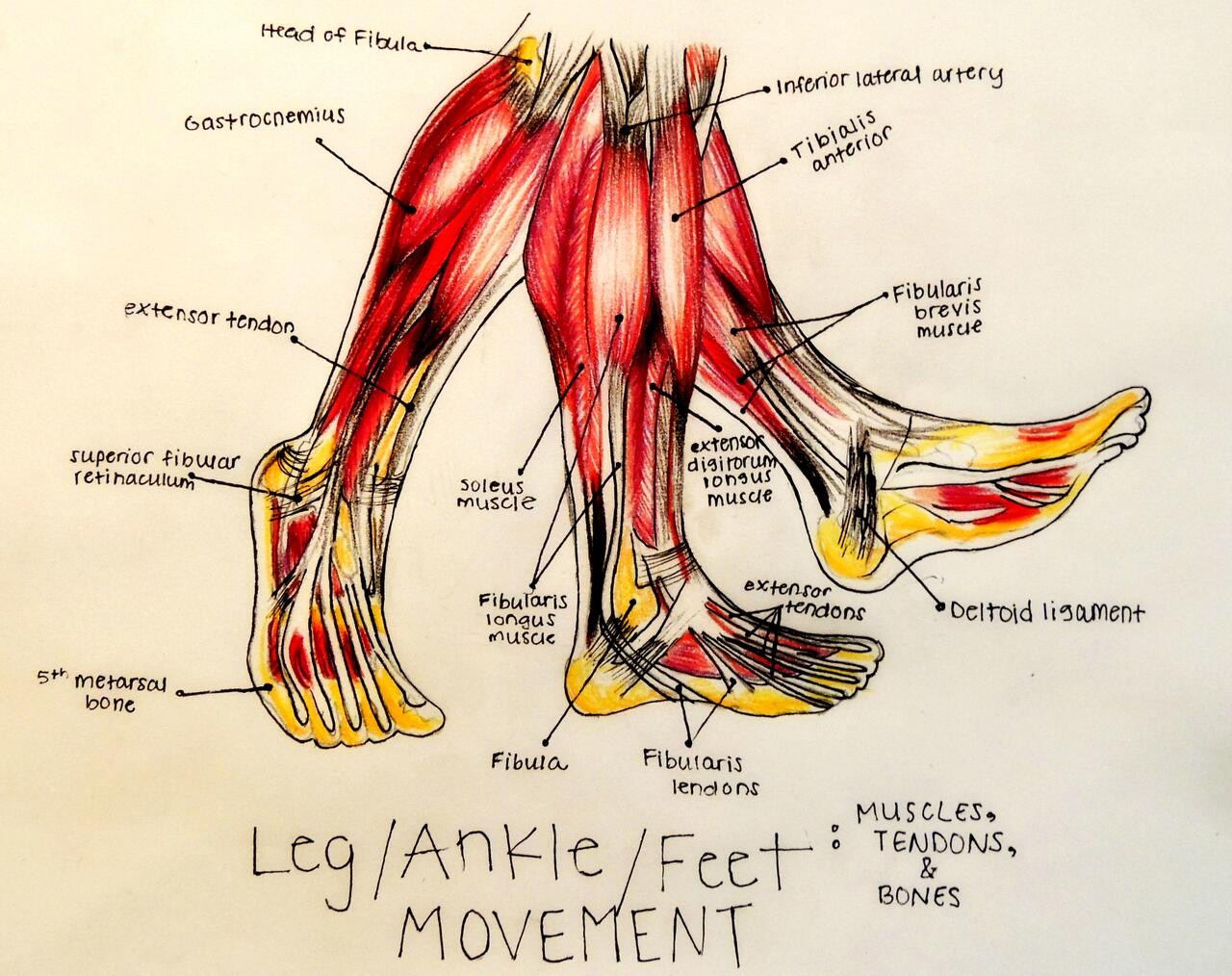 Anatomical study drawing of muscle movement in the legs, ankles, and feet.