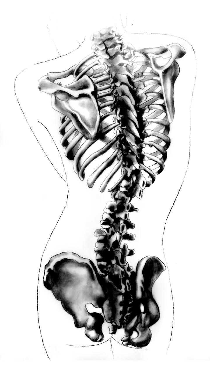 Anatomical drawing of a torso and hips with valued, detailed renderings of the skeleton. 