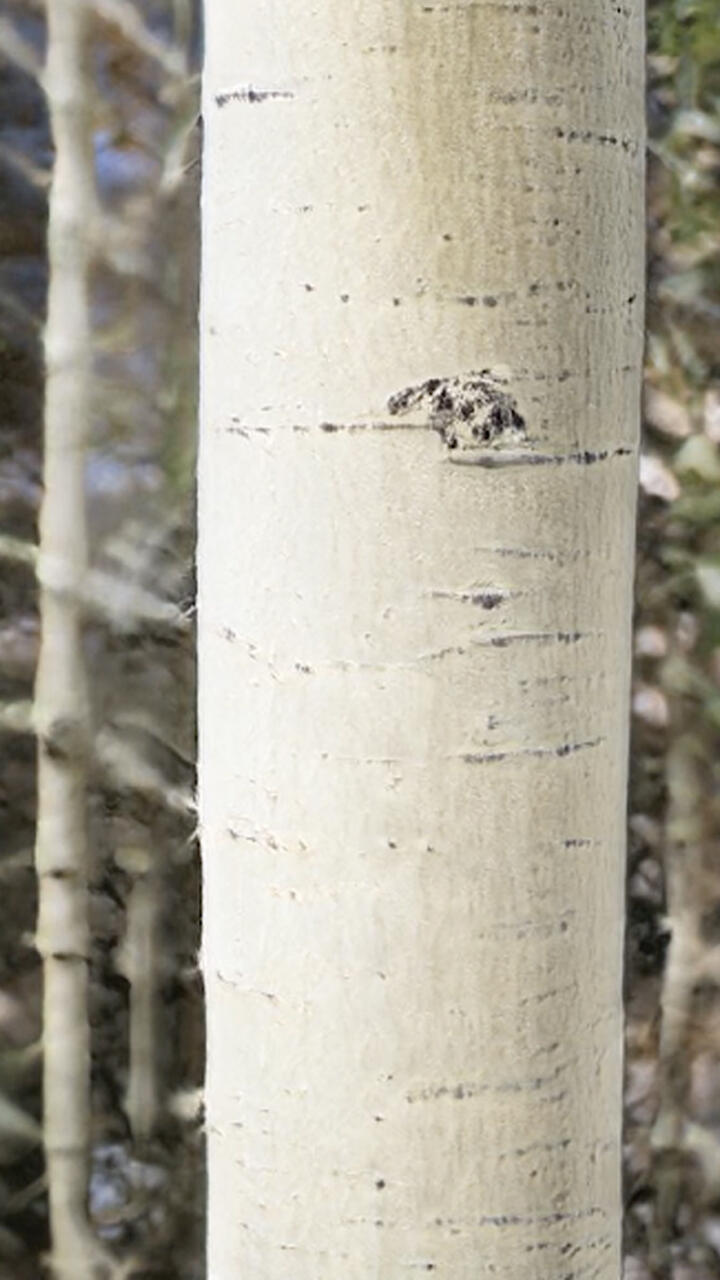 Photograph of a young birch tree 