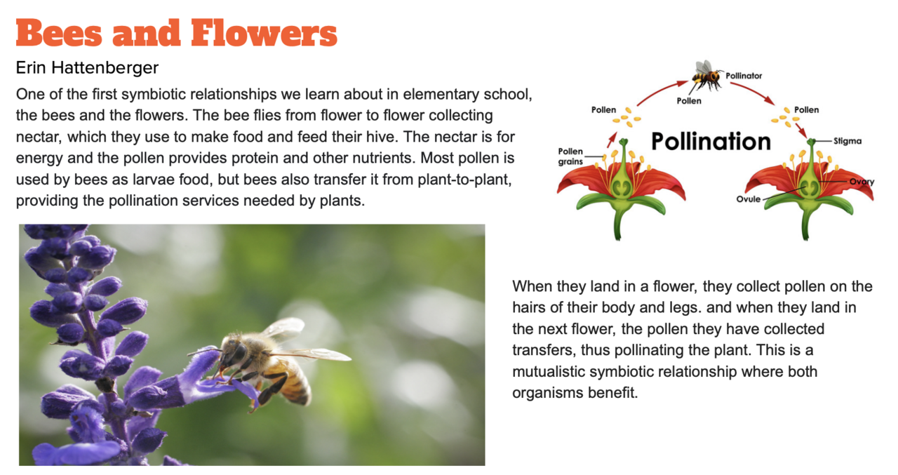 Bees and Flowers infographic by Erin Hattenberger