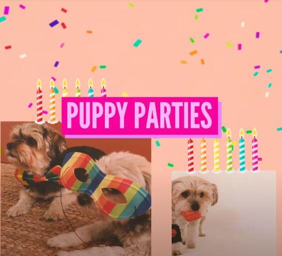 Still from Secondhand Hounds Puppy Party by Lilly Drew