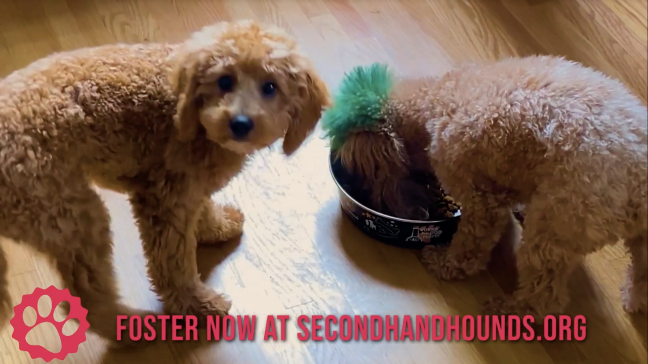 Still from Secondhand Hounds Foster video by Lilly Drew