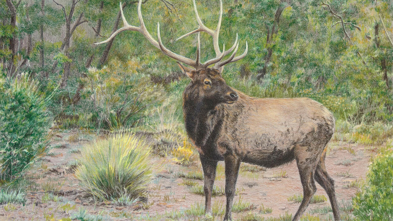 A pencil drawing of a elk who appears to have just rolled around in the mud. There is a lush background of greenery and trees.